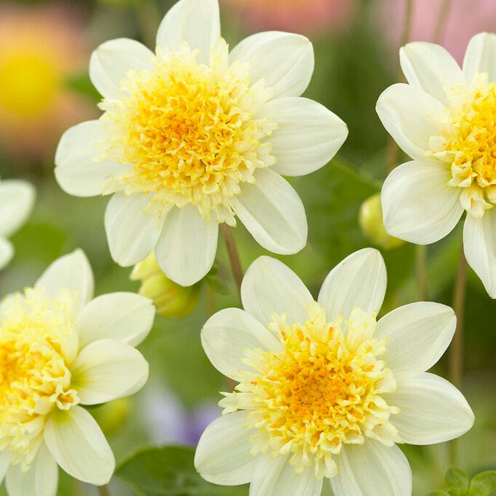Dahlia Toto Anemone 1-pack